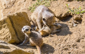 Suricates